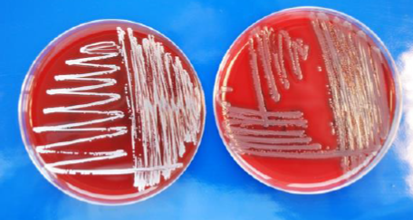 Seminartag: Mikrobiologie im GMP-Umfeld
